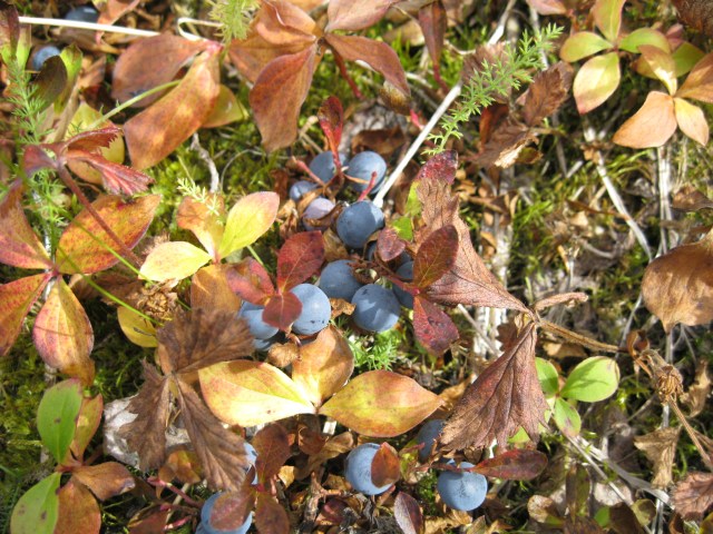 Blueberries