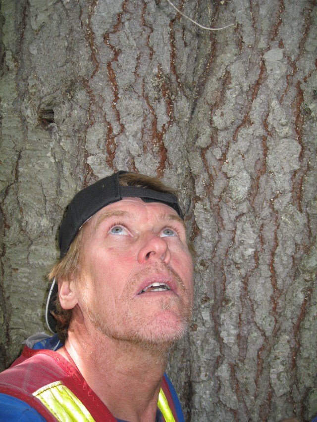 Big subalpine fir tree